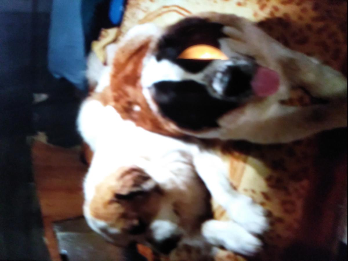 Image of Happy and spots, Lost Dog