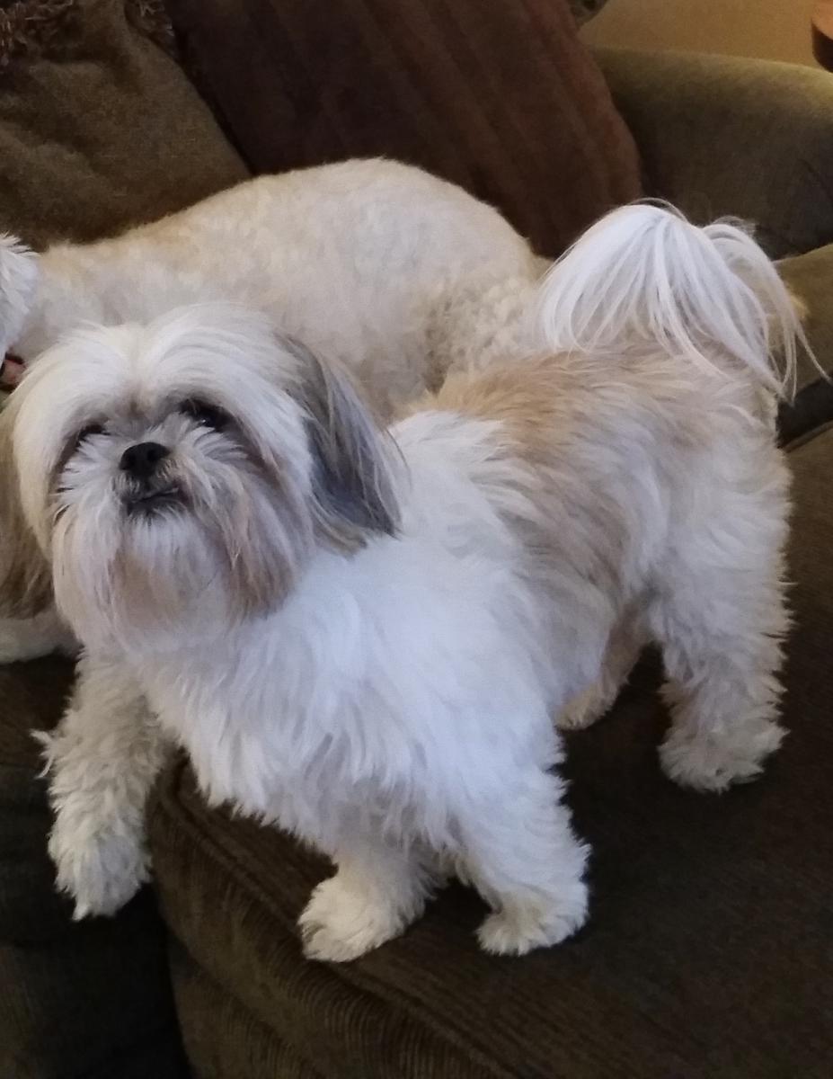 Dachshund Puppies For Sale Near Memphis Tn