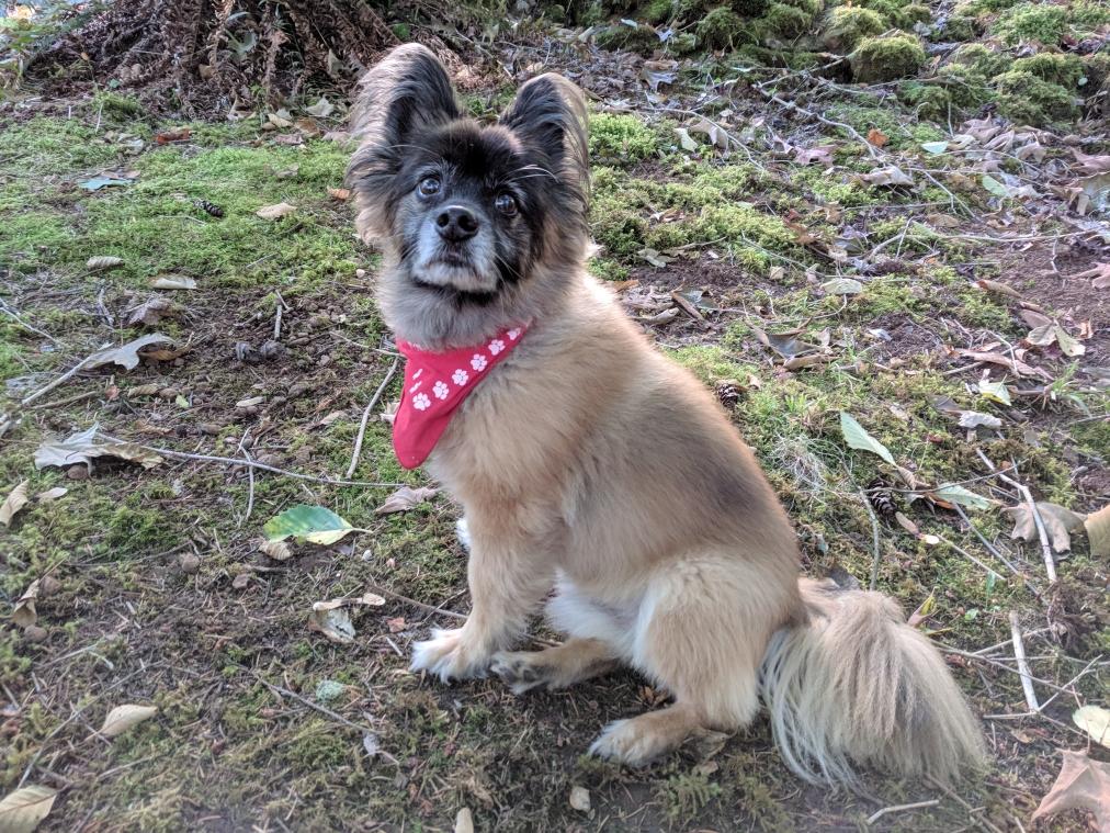 Lost Dog Papillon in BATTLE GROUND, WA Lost My Doggie