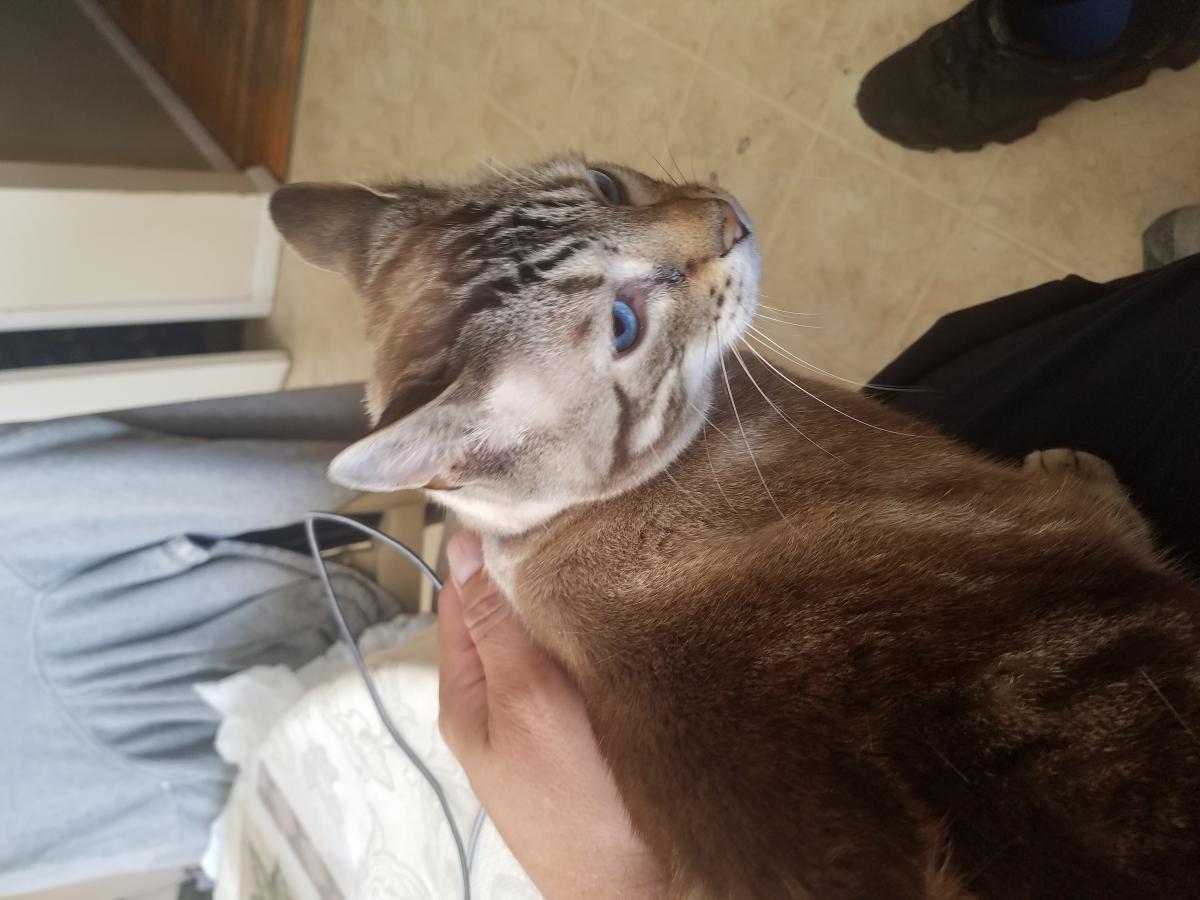 Lost Cat Bengal Cat In Jackson Nj Lost My Doggie