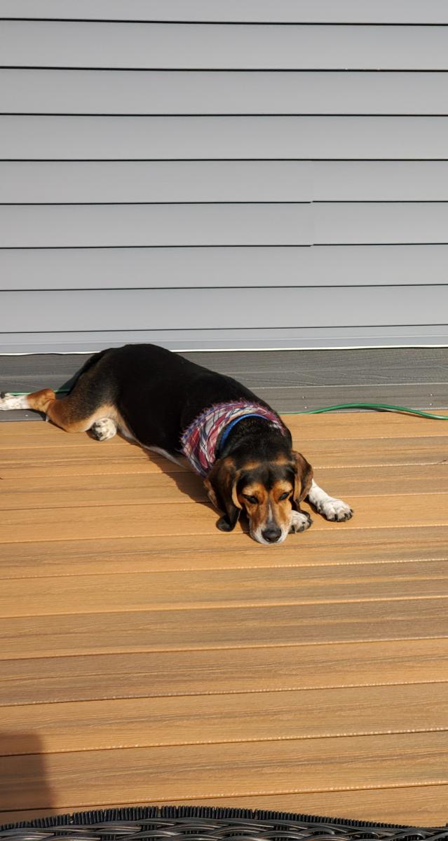 Found Dog Bandit