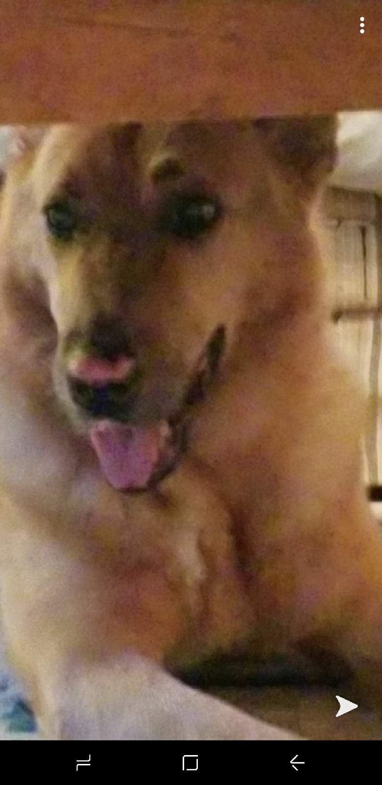 Image of Tiki, Lost Dog