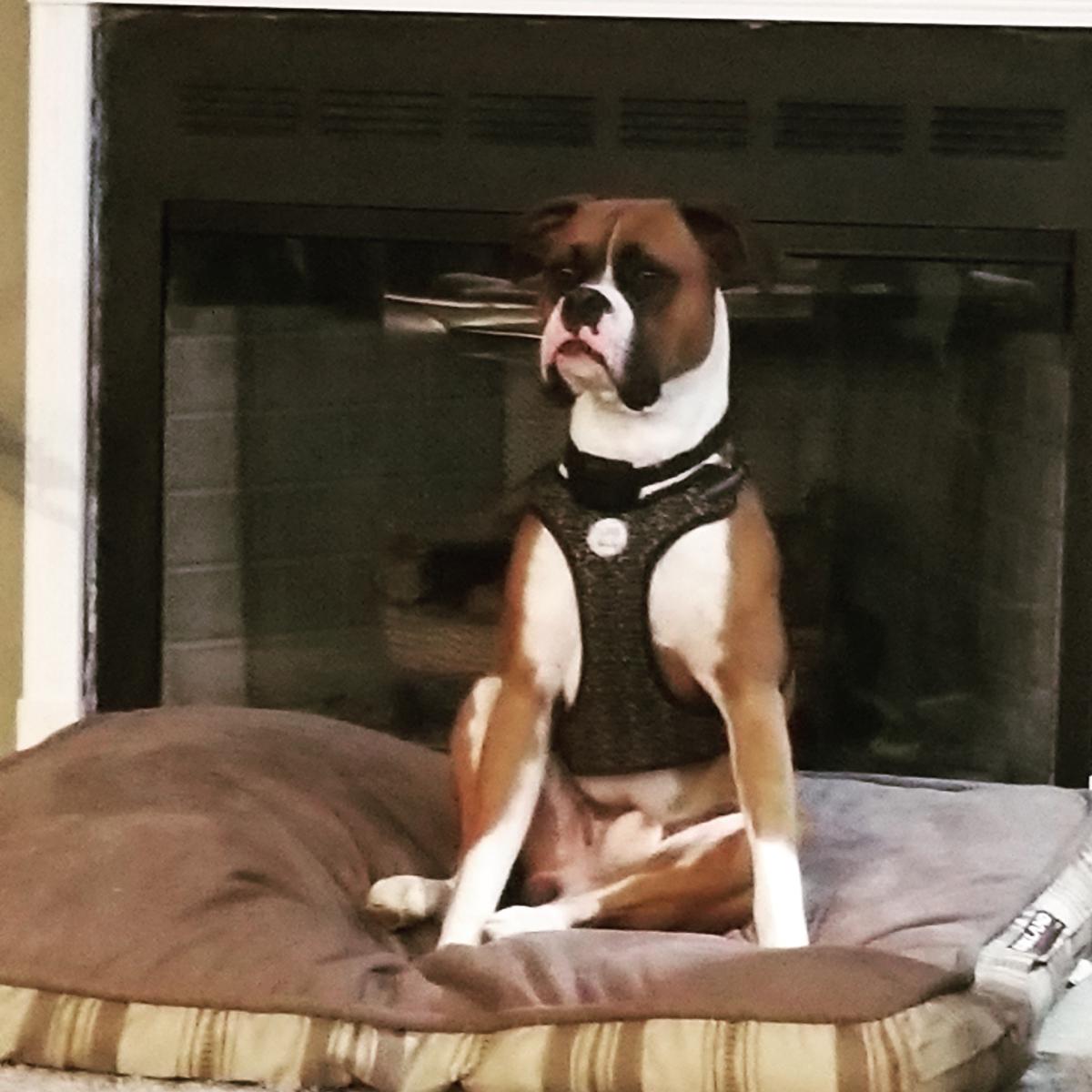 Image of Tyson, Lost Dog