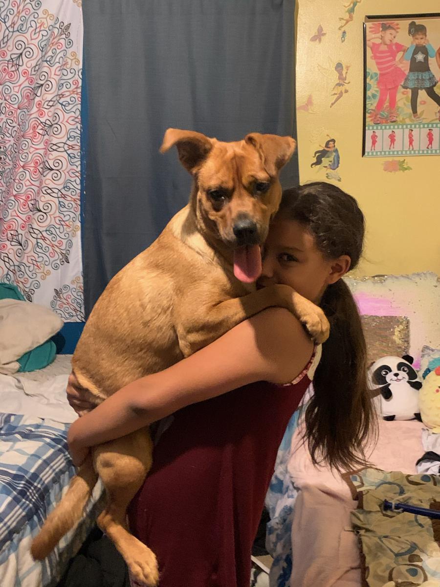 Found Dog Jessica