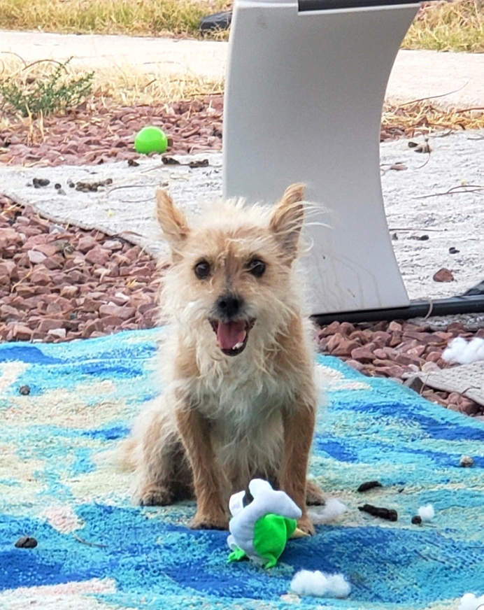 Lost Dog Mixed Breed in LAS VEGAS, NV Lost My Doggie