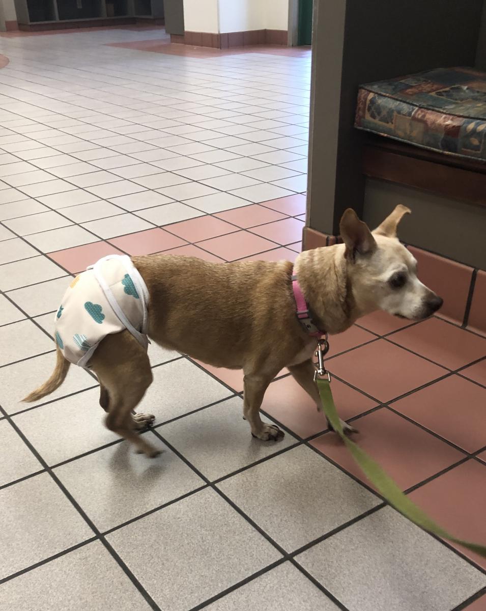 Lost Dog Chihuahua in KNOXVILLE, TN Lost My Doggie