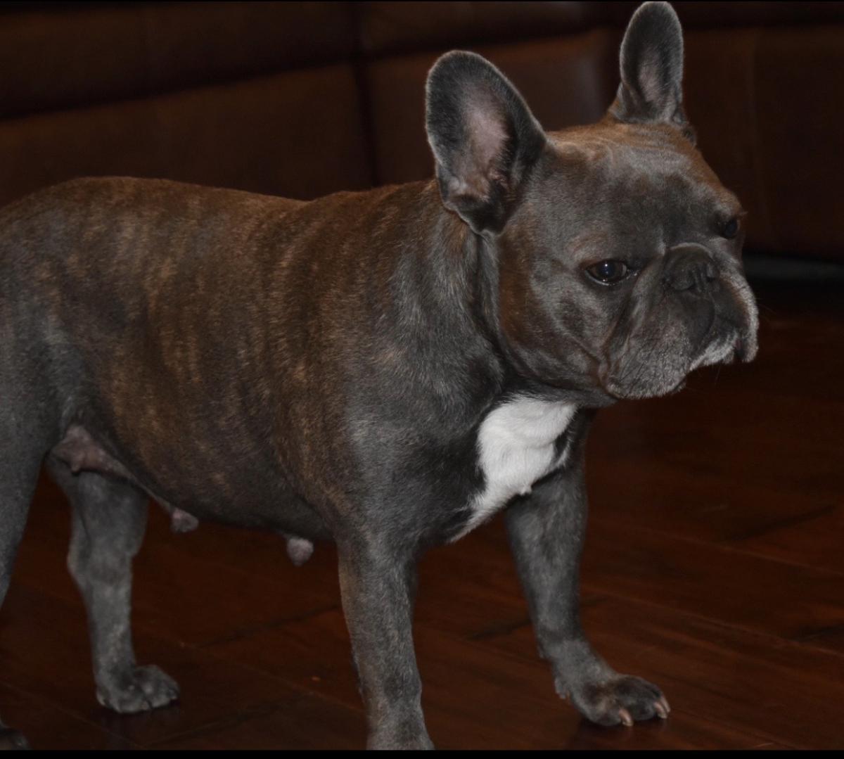 Lost Dog French Bulldog in DALLAS, TX Lost My Doggie