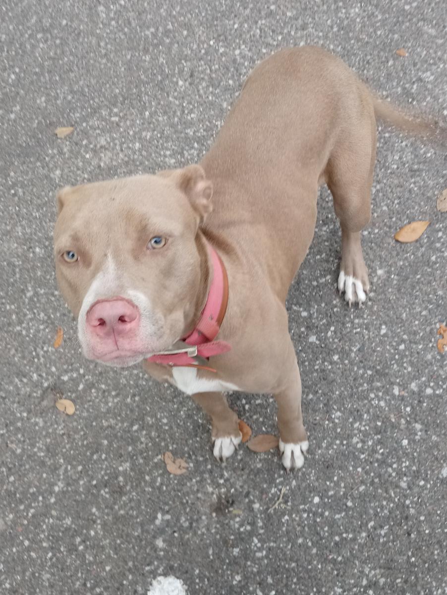 Lost Dog Pit Bull In JACKSONVILLE FL Lost My Doggie lost-dog-pit-bull-in-jacksonville-fl-lost-my-doggie