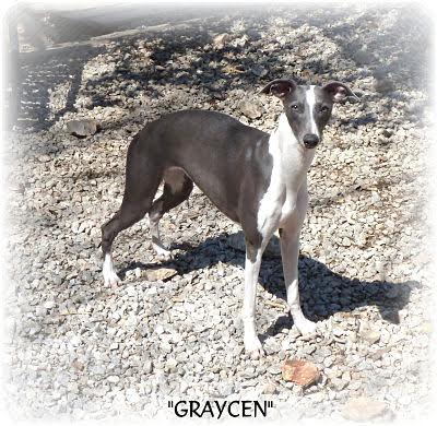 Image of GRAYCEN, Lost Dog