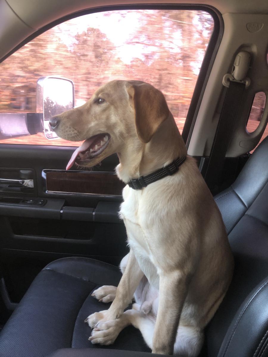 Image of Yellow lab 9 months, Lost Dog