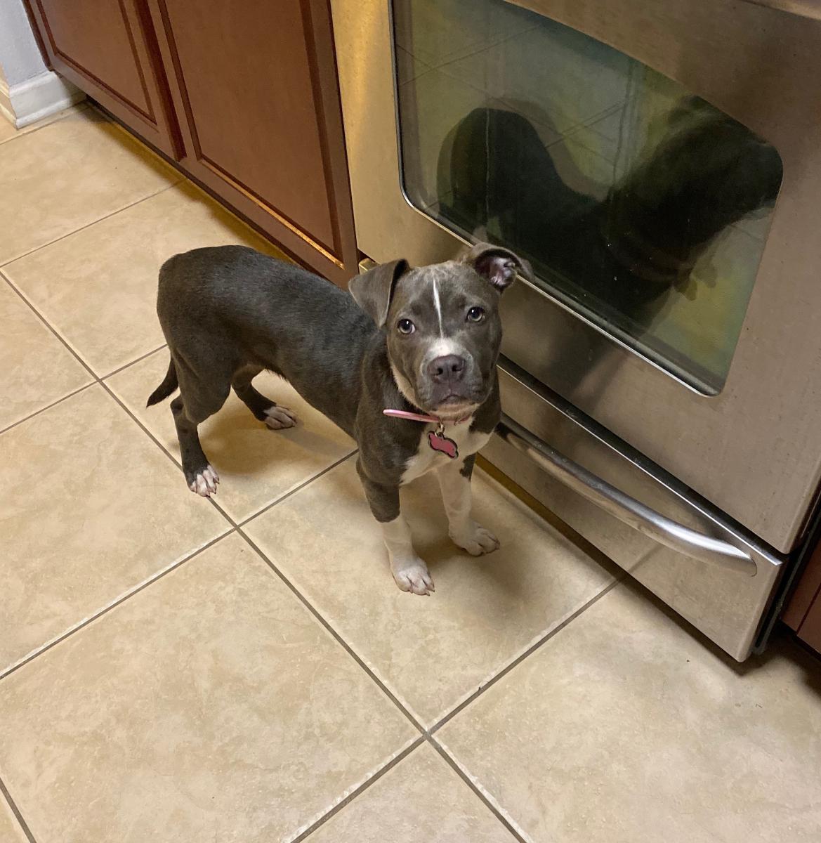 Lost Dog Pit Bull in JACKSONVILLE, FL Lost My Doggie