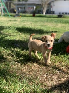 Found Dog Beck