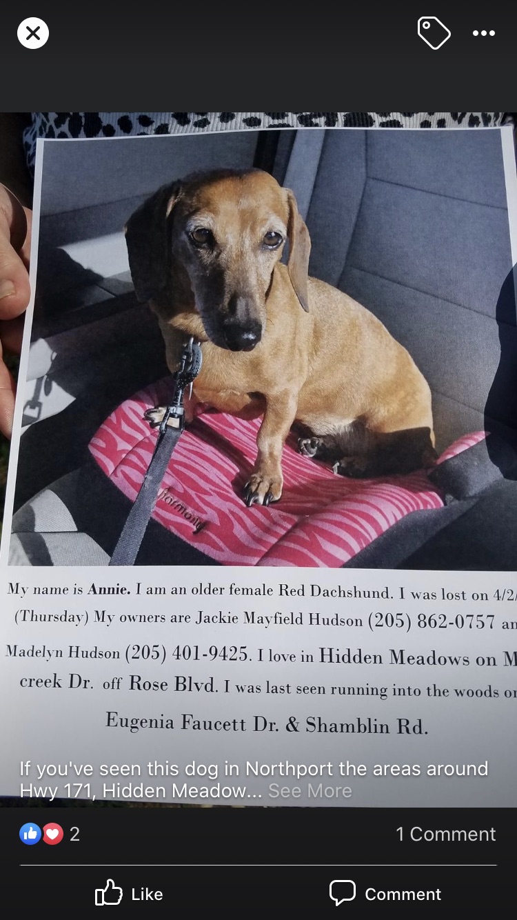 Image of Annie, Lost Dog