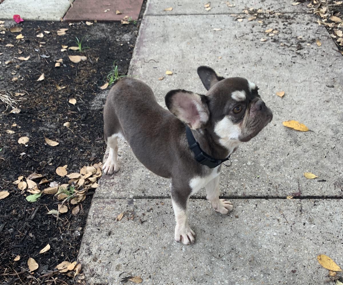 Found Dog French Bulldog in FORT LAUDERDALE, FL Lost My