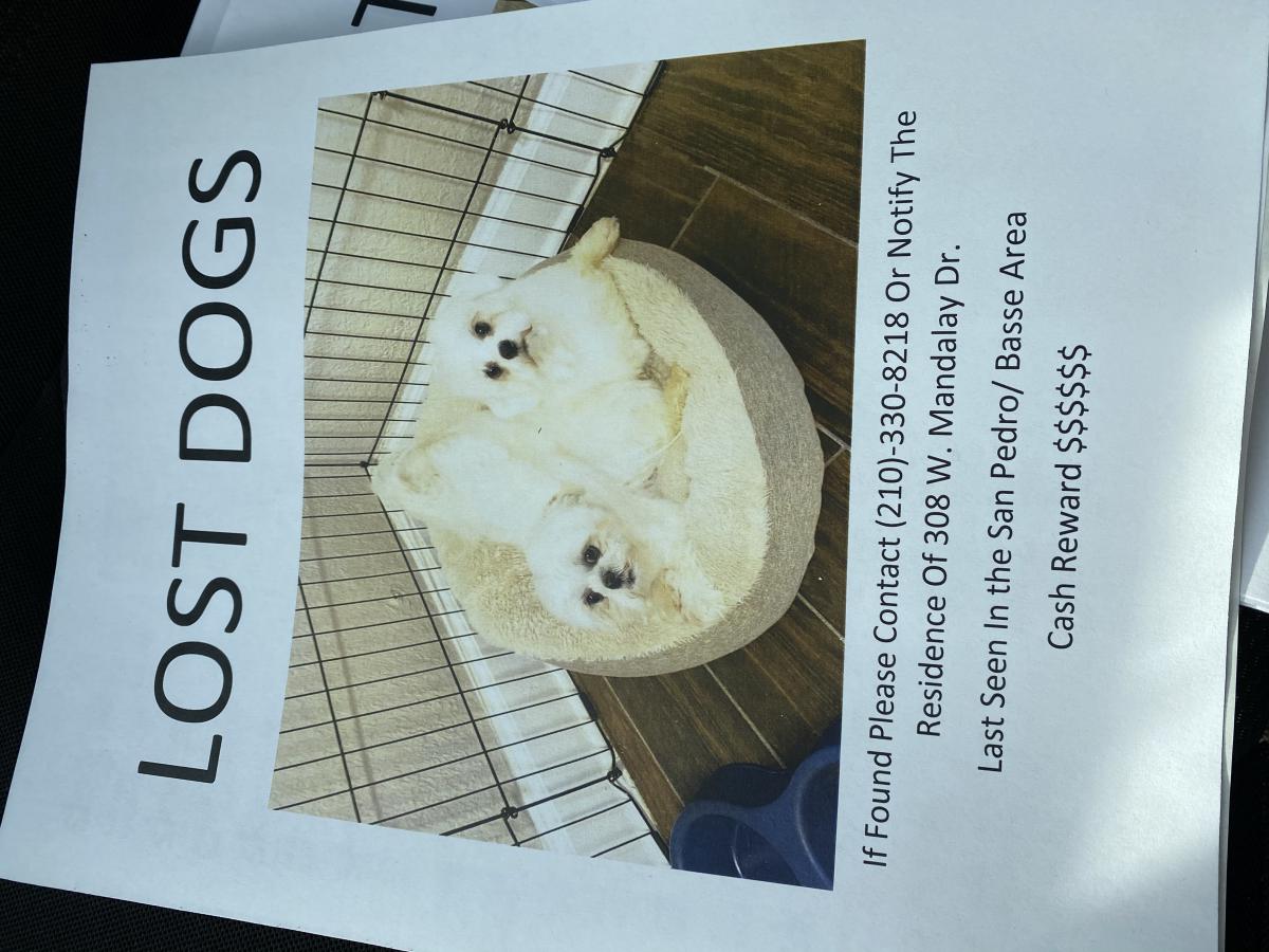 Lost Dog Shih Tzu in SAN ANTONIO, TX Lost My Doggie