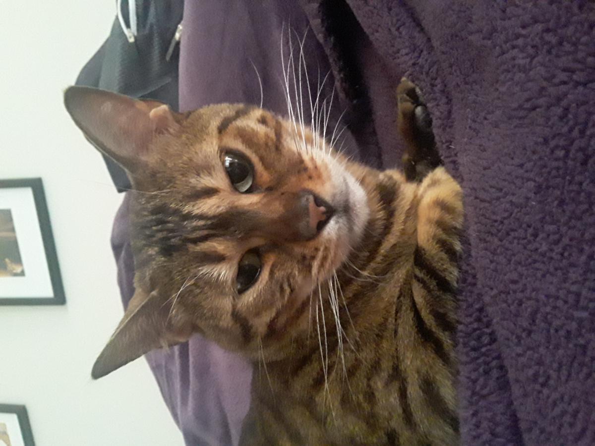 Lost Cat Bengal Cat in LOUISVILLE, KY Lost My Doggie