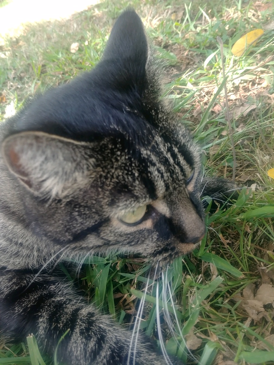 Lost Cat European Shorthair In CENTRAL SC Lost My Doggie