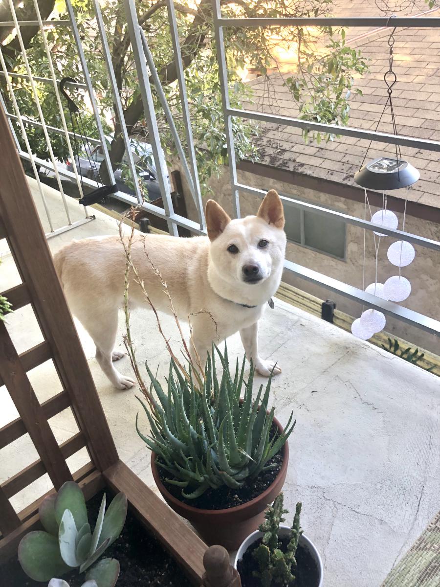 Image of Aizen, Lost Dog