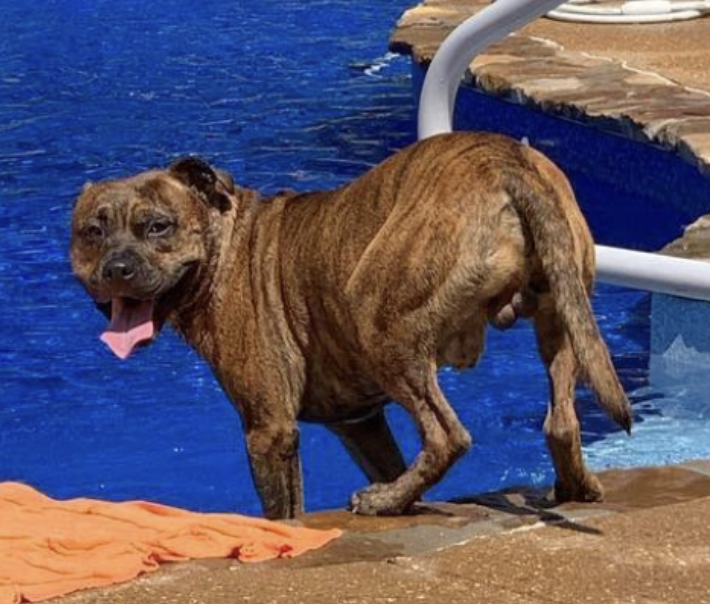 Lost Dog Pit Bull in JACKSON, TN Lost My Doggie