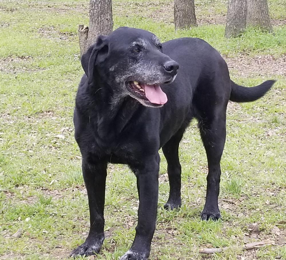 Lost Dog Labrador Retriever in KAUFMAN, TX Lost My Doggie
