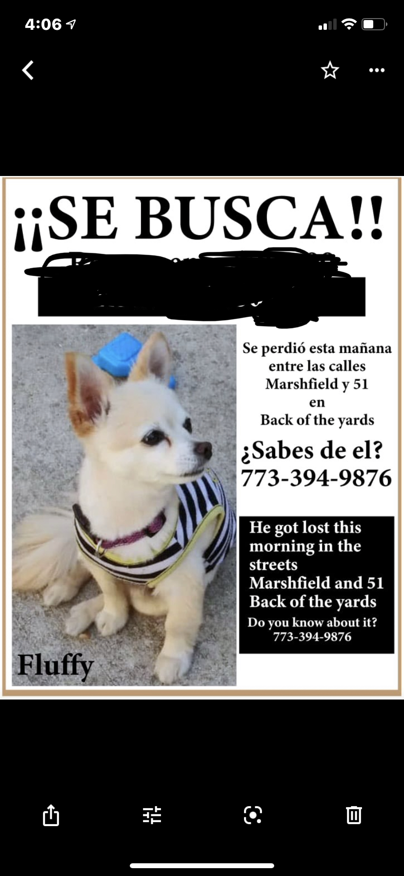 i lost my dog to the streets