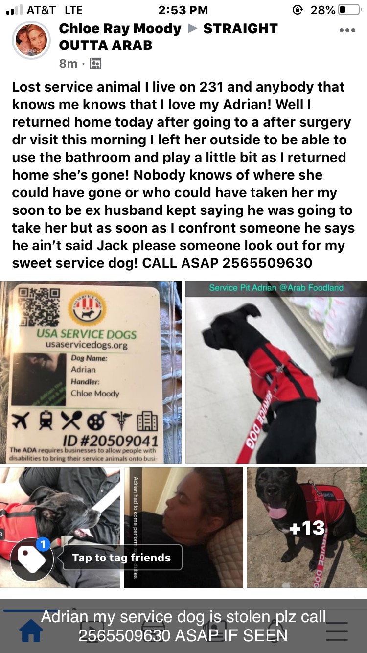 Image of Adrian, Lost Dog