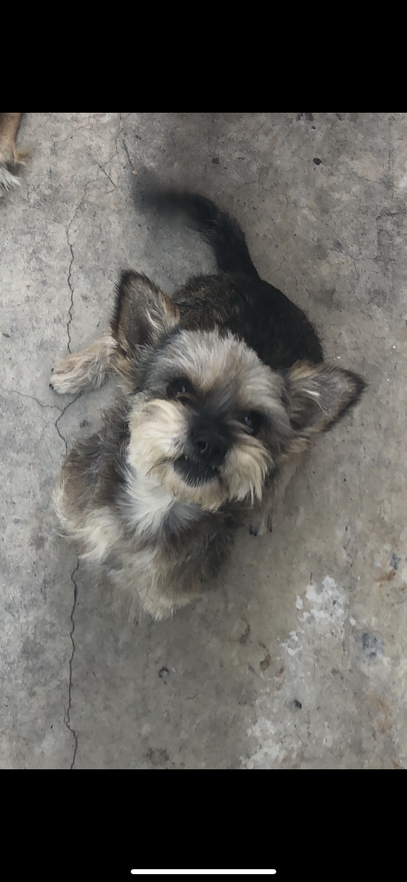 Lost Dog Mixed Breed In Huntington Park Ca Lost My Doggie lost my doggie