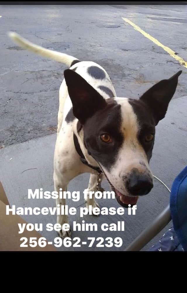 Image of Zip, Lost Dog