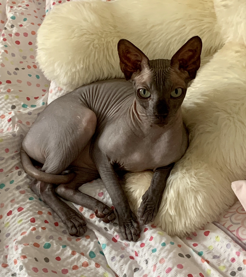 lost sphynx cat