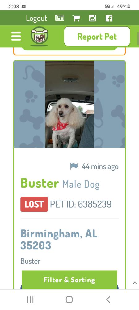 Image of buster, Lost Dog