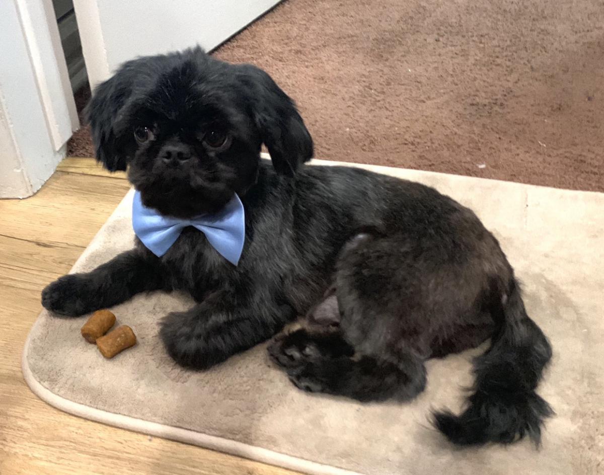 Lost Dog Shih Tzu in GARDEN GROVE, CA - Lost My Doggie