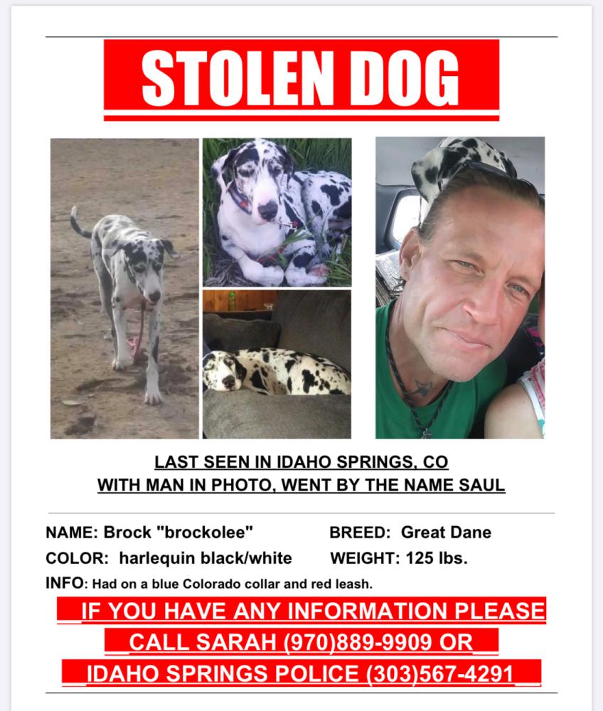 Image of Brock, Lost Dog