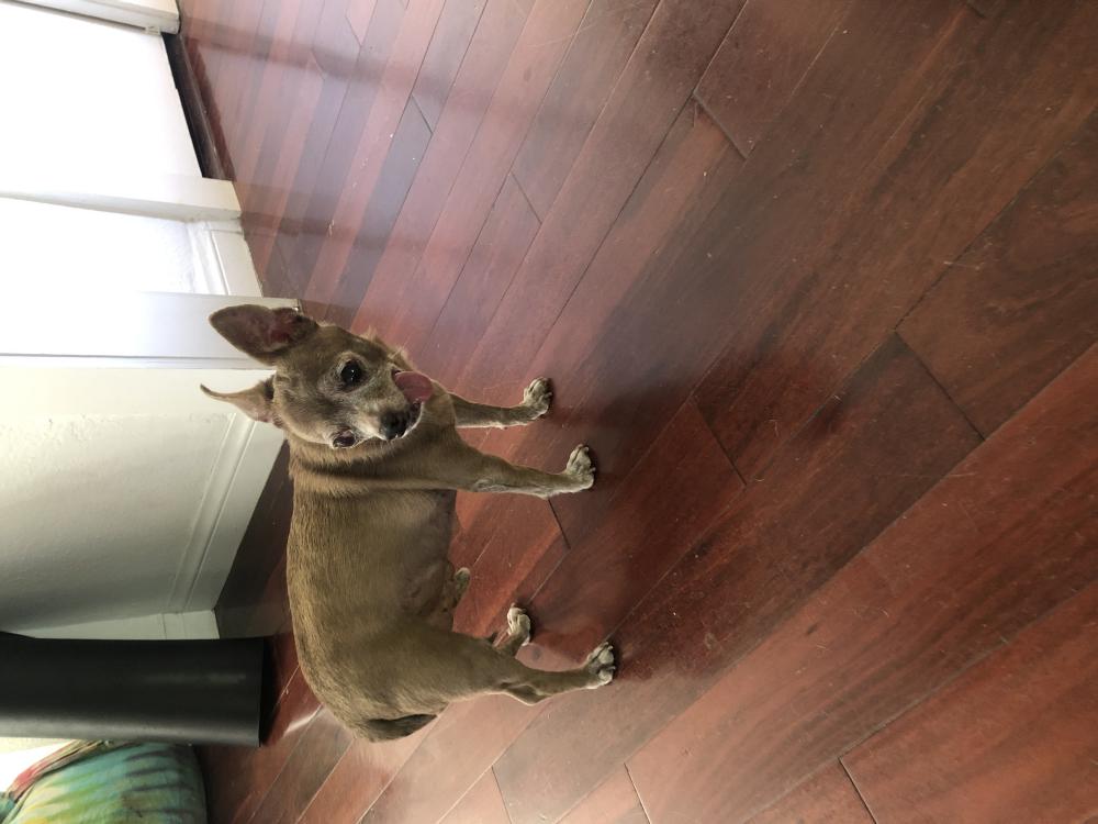 Lost Dog Chihuahua in LOS ANGELES, CA - Lost My Doggie