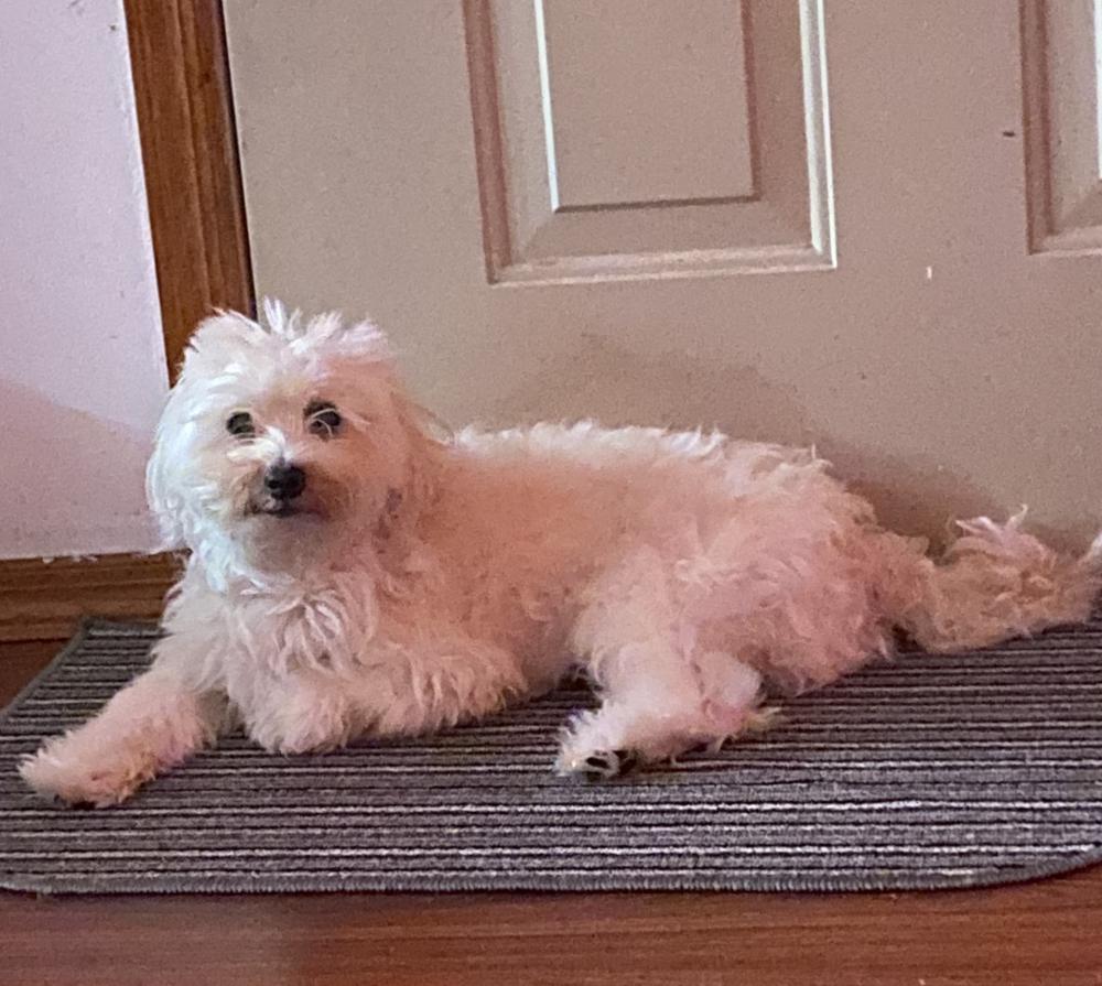 Lost Dog Poodle in OZONE PARK, NY Lost My Doggie