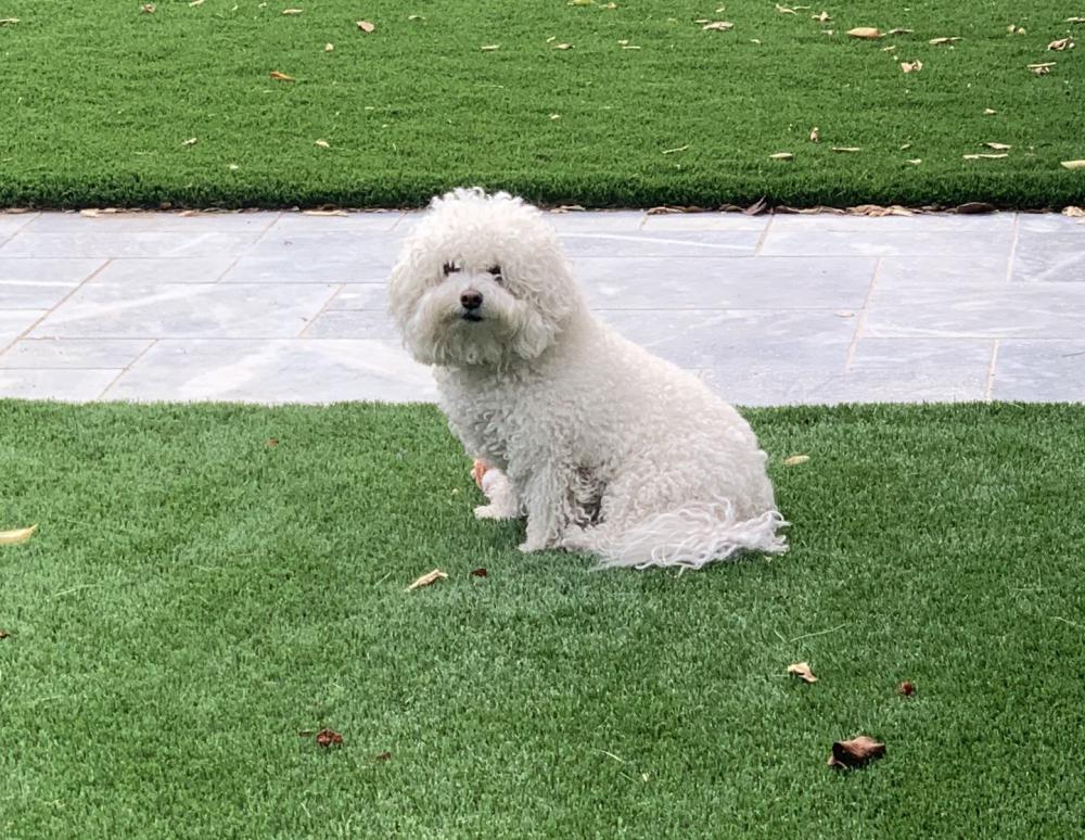 Lost bichon sales frise