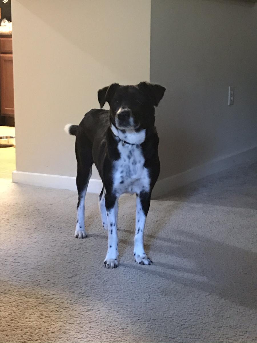 Image of SCOUT, Lost Dog