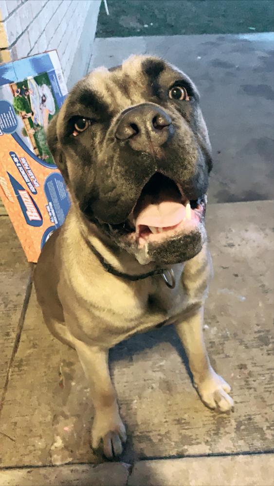 Lost Dog Cane Corso in FRISCO, TX Lost My Doggie