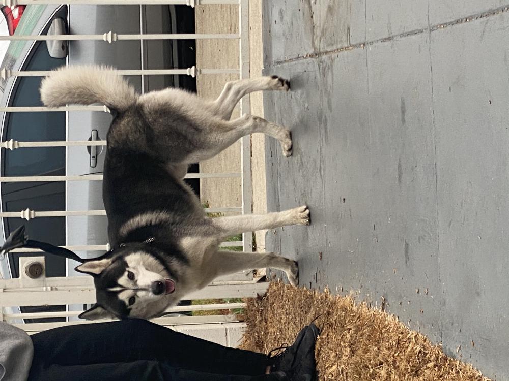Found Dog Siberian Husky in LOS ANGELES, CA Lost My Doggie