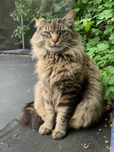 Lost Cat Maine Coon In Oregon City Or Lost My Doggie