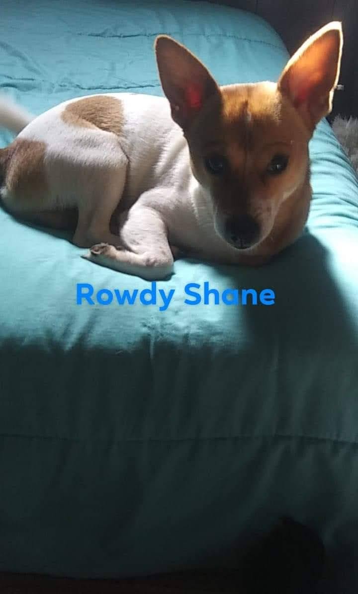 Image of Rowdy Shane, Lost Dog