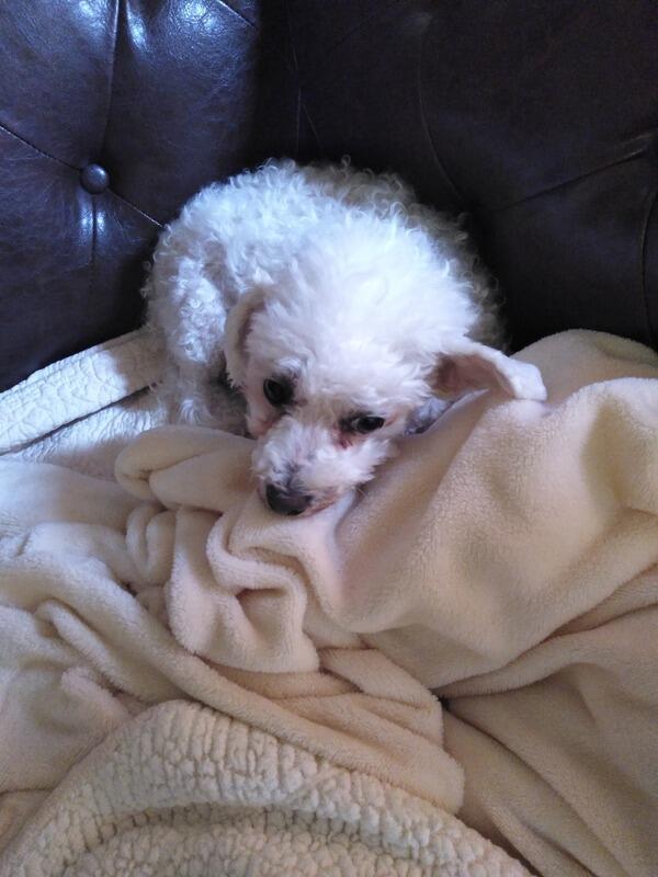Lost Dog Poodle in ERIE, PA - Lost My Doggie