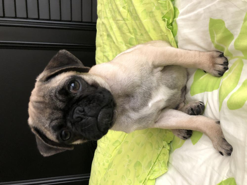Lost Dog Pug in EL PASO, TX Lost My Doggie