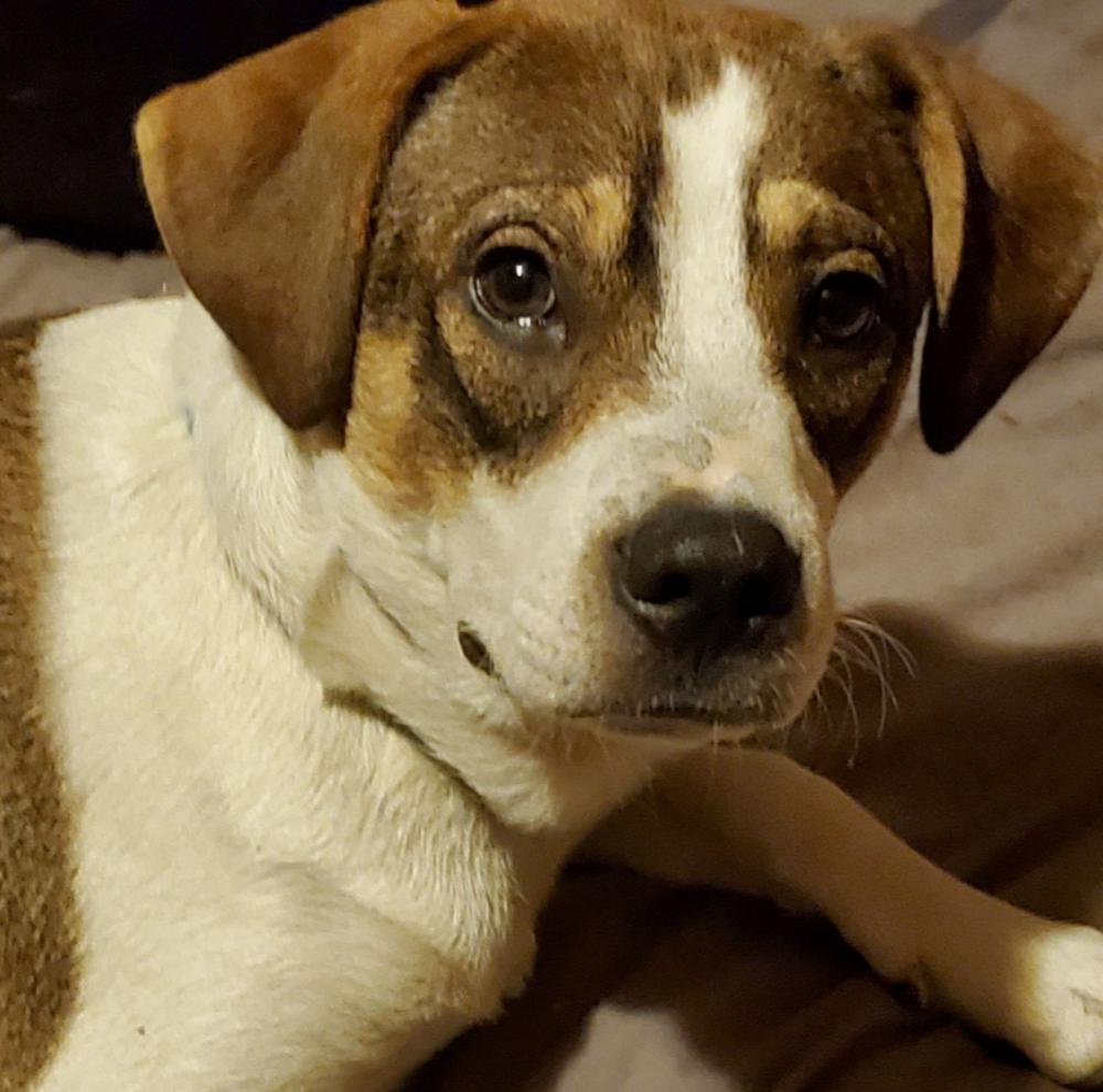 Light Skin Dog Meme Pitbull Half Revolutions