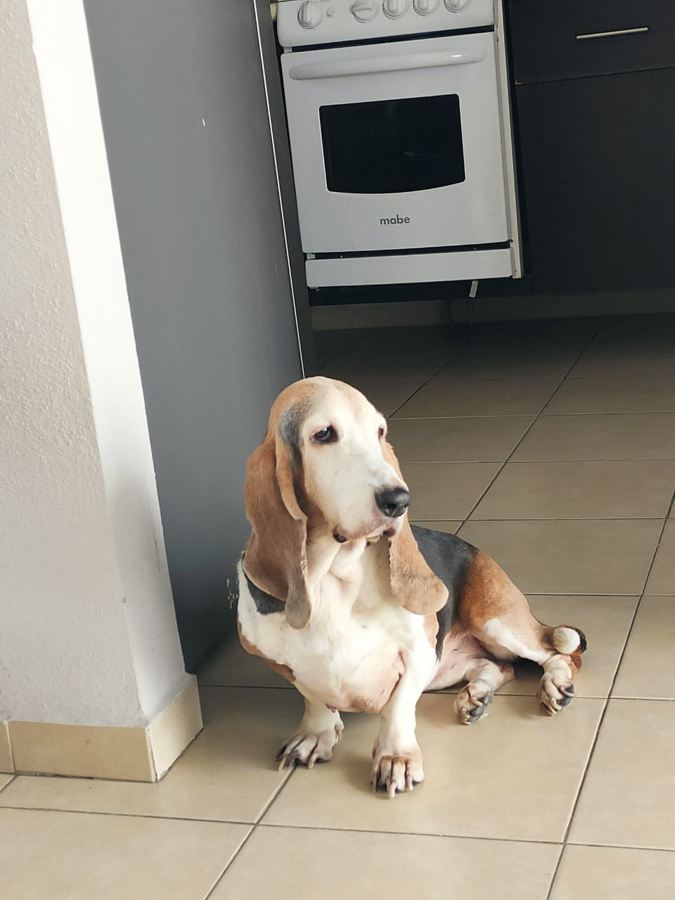 Lost basset hot sale hound