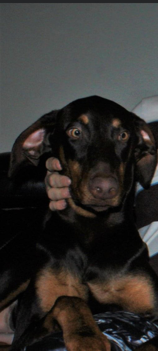 Lost Dog Doberman Pinscher in LEICESTER, NC - Lost My Doggie