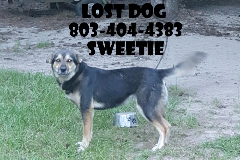 Found Dog Sweetie