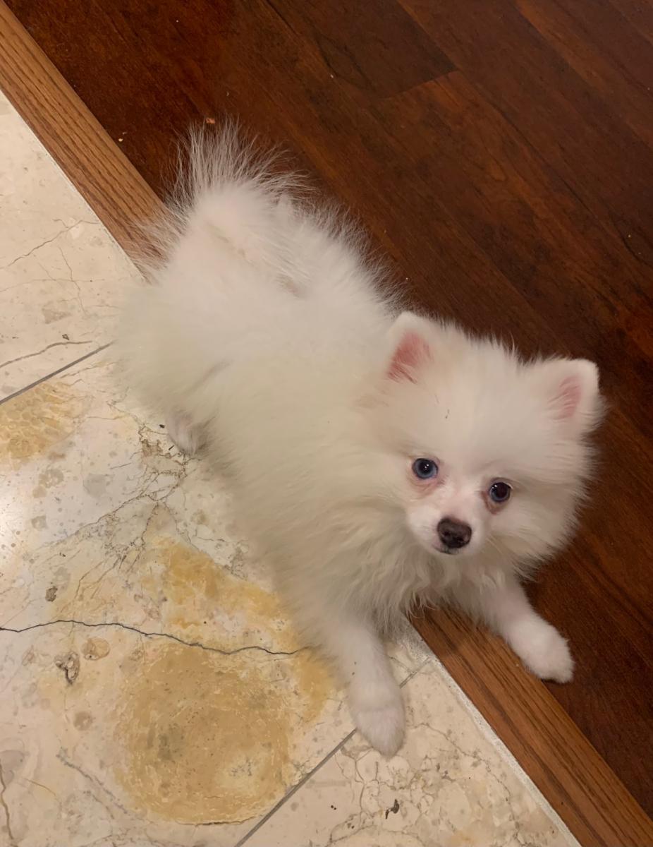 Lost Dog Pomeranian in KISSIMMEE, FL Lost My Doggie
