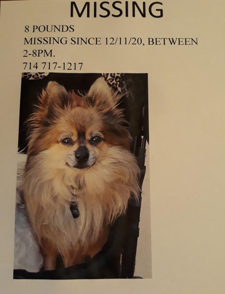 Image of Rickie, Lost Dog