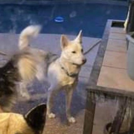 Image of Foxy, Lost Dog