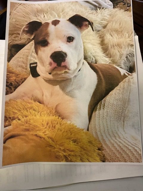 Image of JD, Lost Dog
